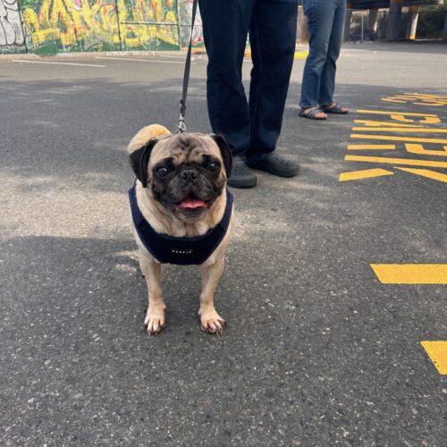 Enlarge Frost, a Adoptable Pug in Seattle, WA image 3/5