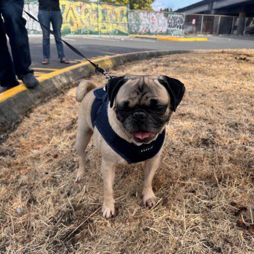 Enlarge Frost, a Adoptable Pug in Seattle, WA image 4/5