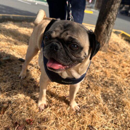 Enlarge Frost, a Adoptable Pug in Seattle, WA image 5/5