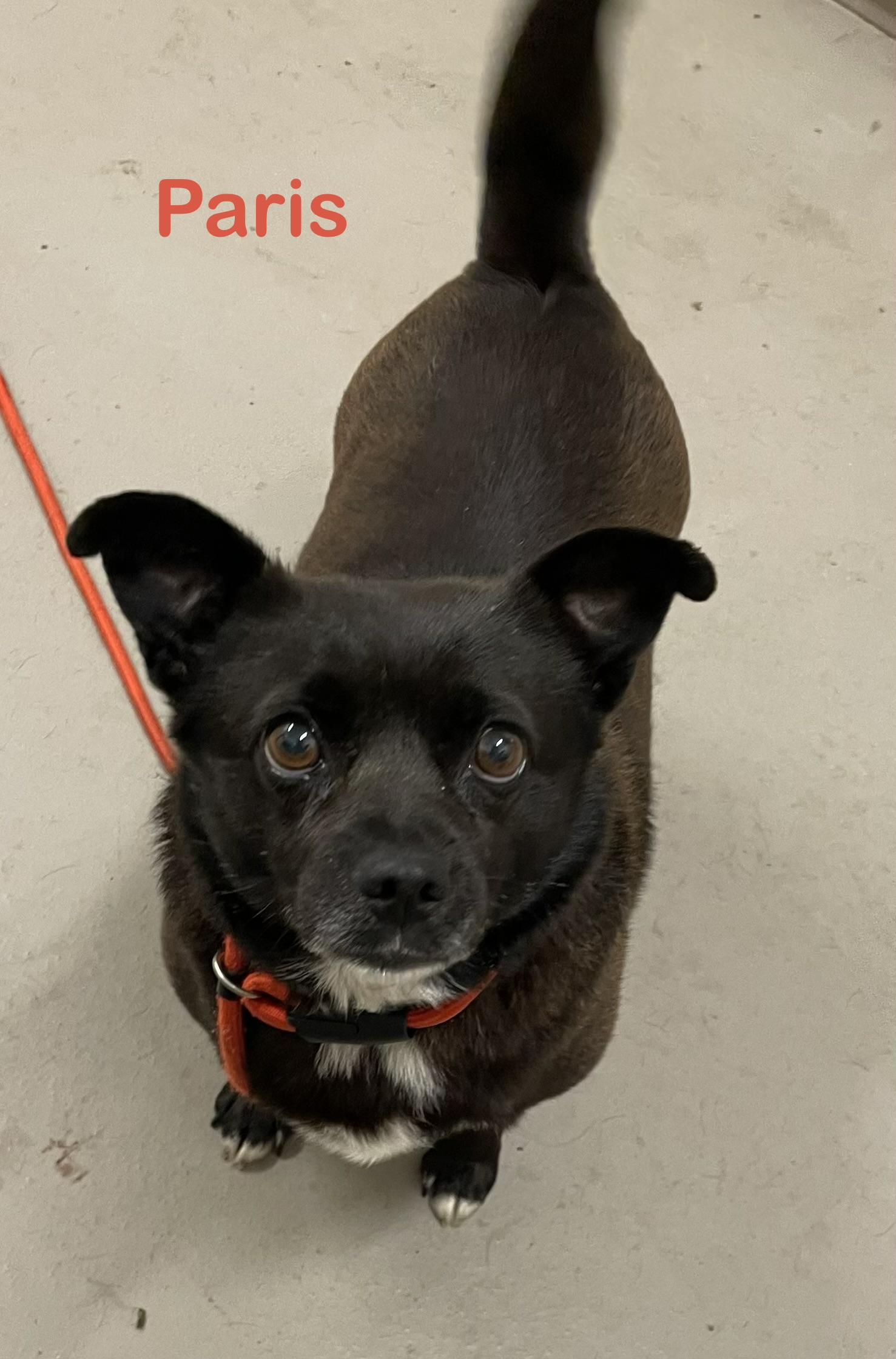 Enlarge Paris ADOPTED, an adopted mixed breed in Canton, OH image 4/4
