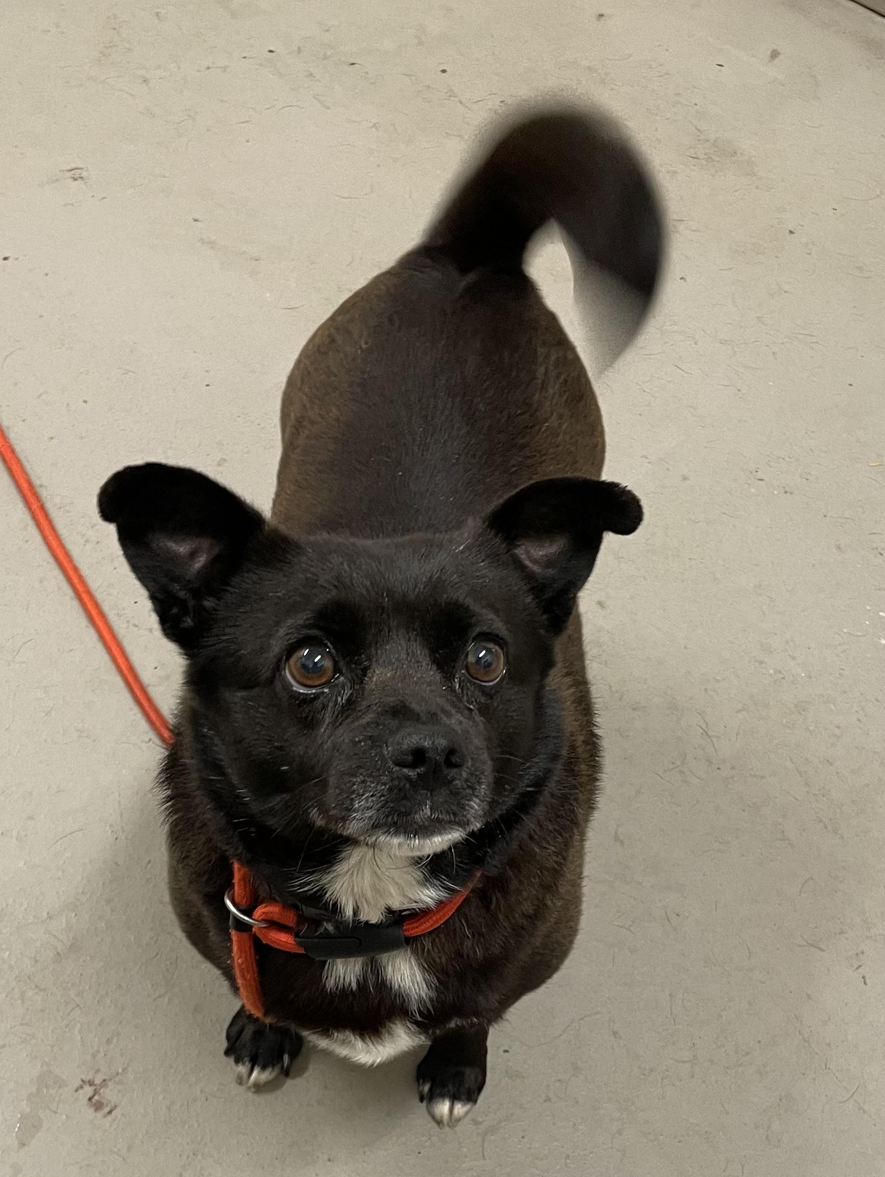 Enlarge Paris ADOPTED, an adopted mixed breed in Canton, OH image 2/4