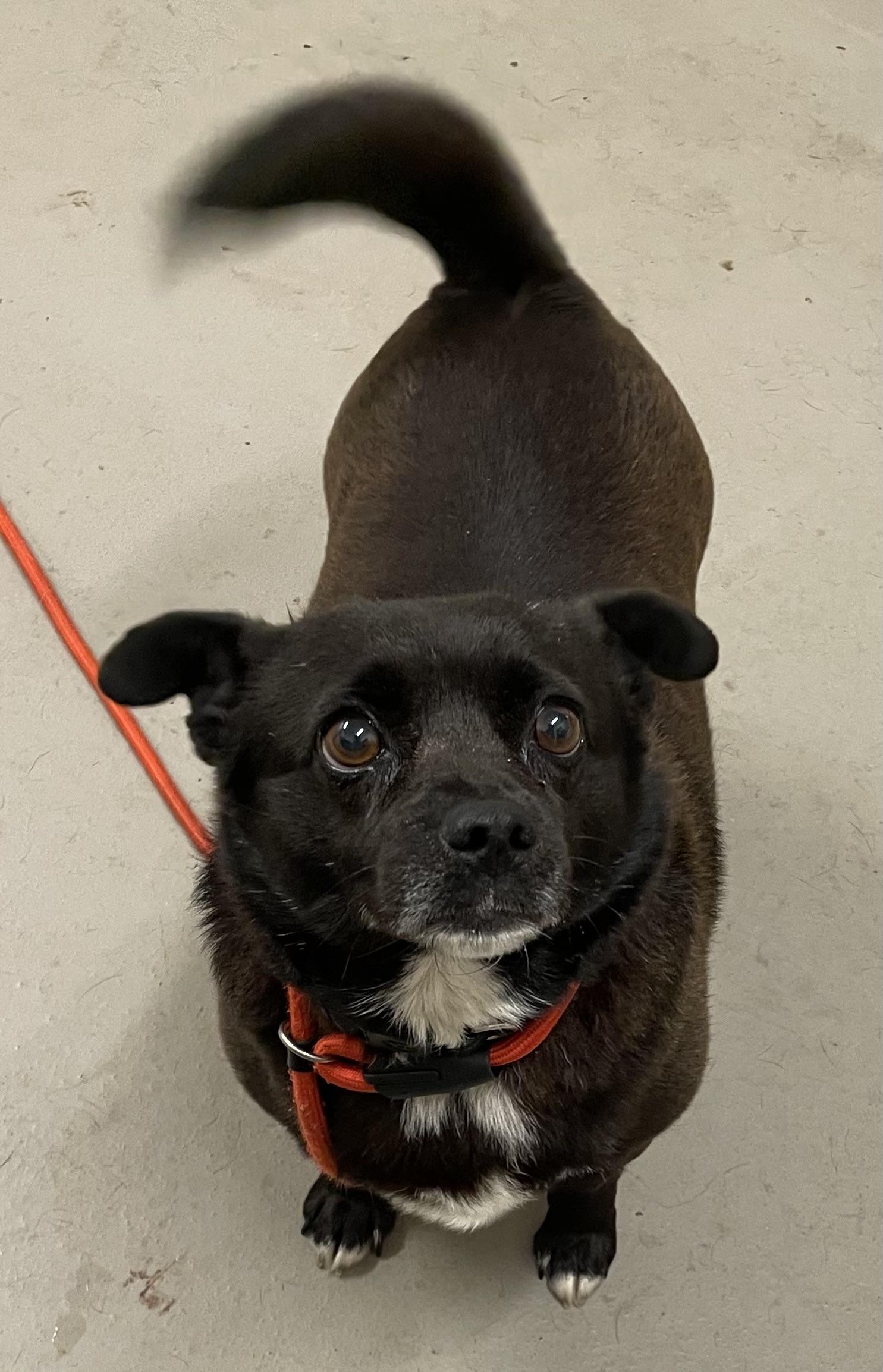 Enlarge Paris ADOPTED, an adopted mixed breed in Canton, OH image 3/4