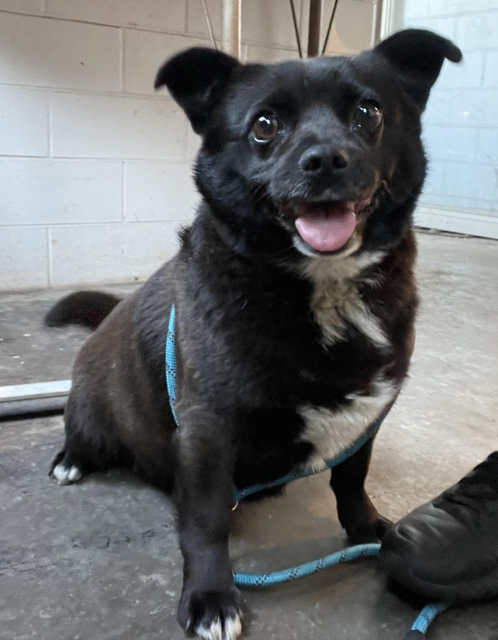 Paris ADOPTED, adopted, Adult Female Chihuahua & Puggle.