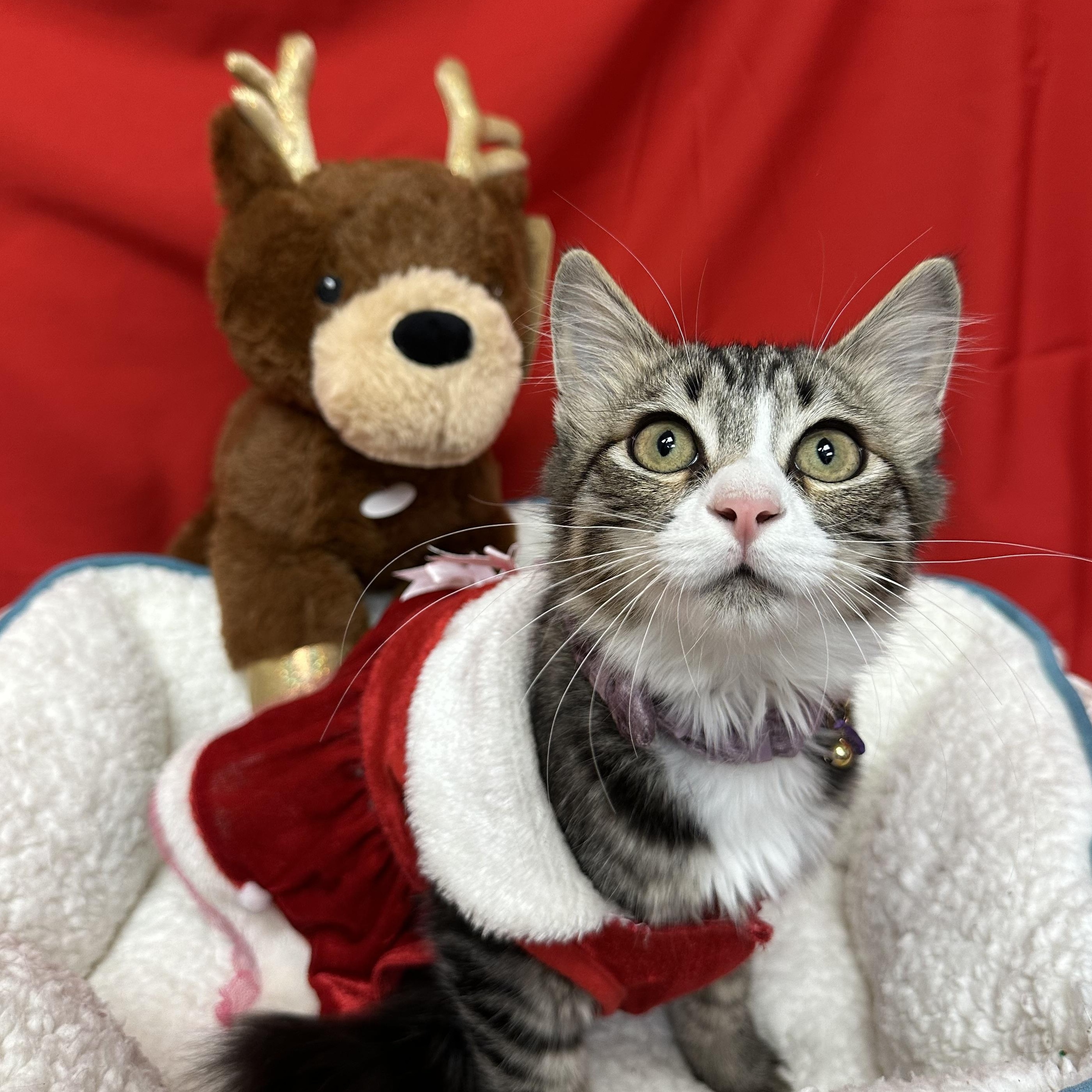 Odette, Adoptable, Young Female Tabby.