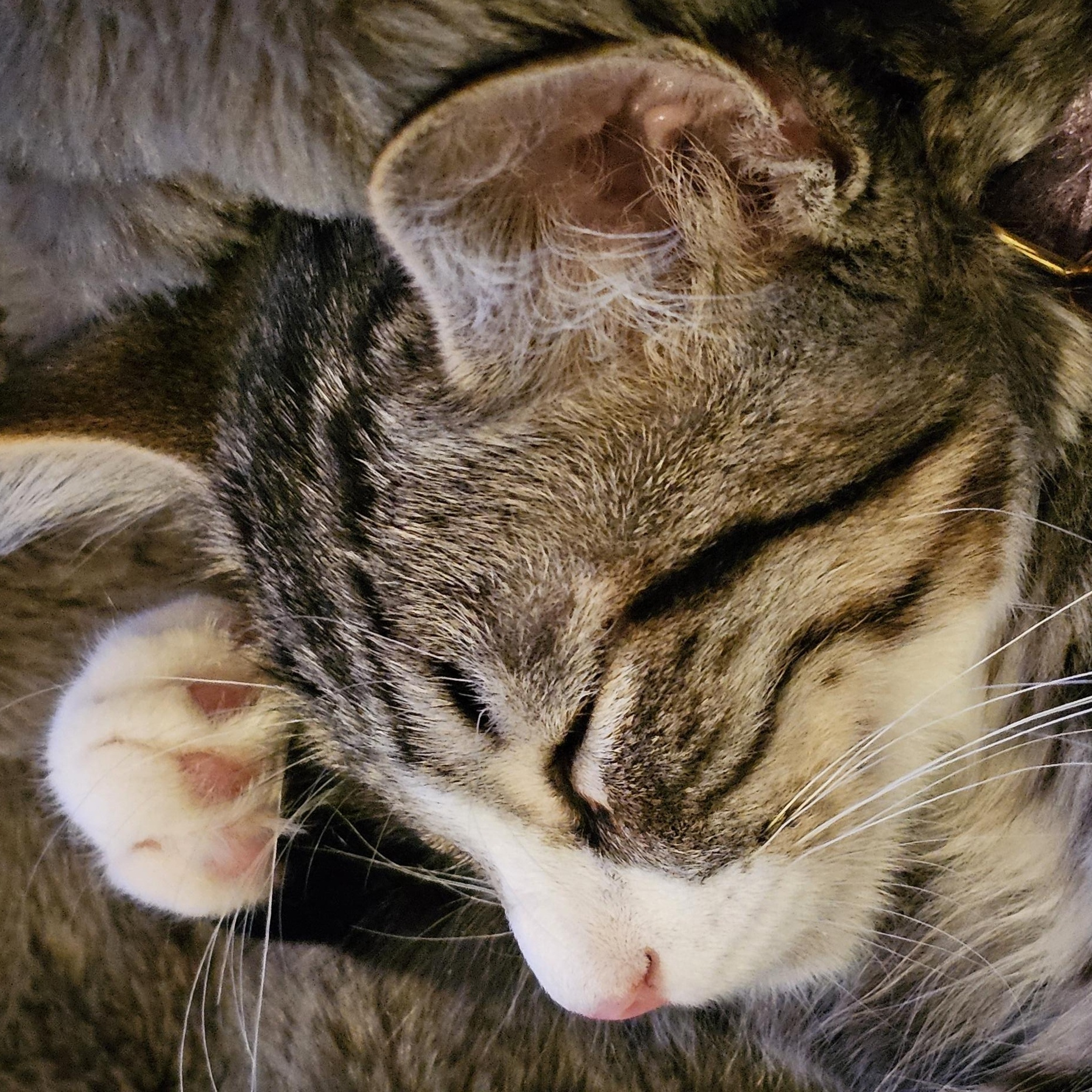 Odette, a Adoptable Tabby in Tracy, CA image 2/6