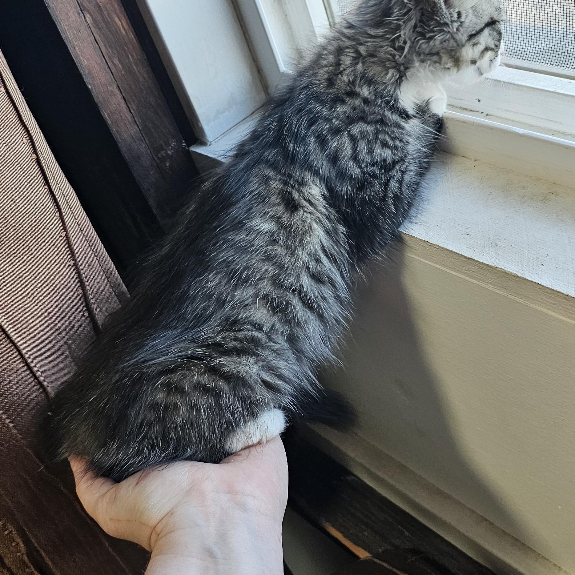 Odette, a Adoptable Tabby in Tracy, CA image 5/6