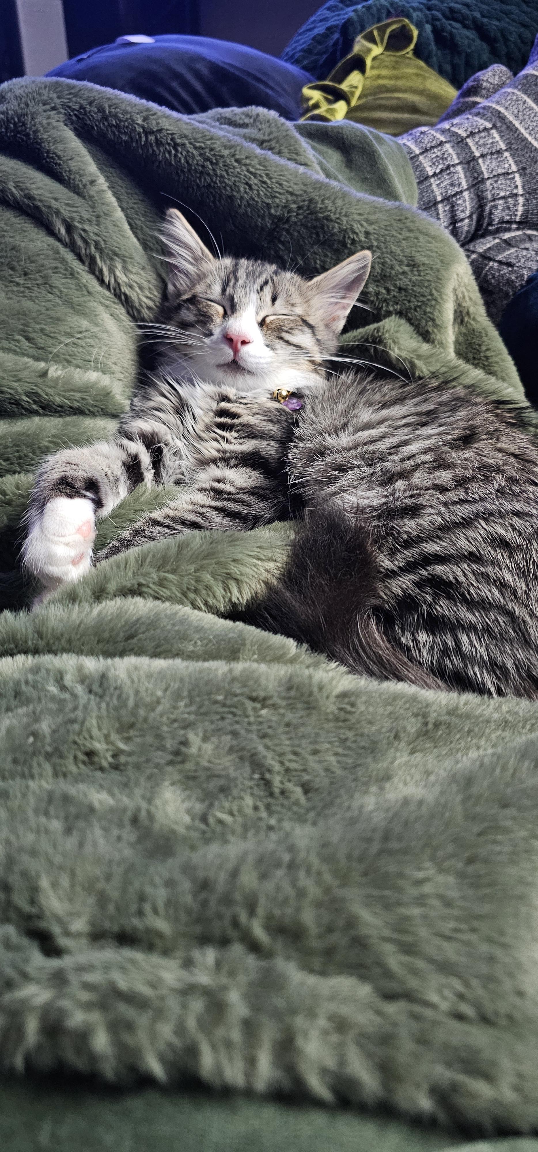 Odette, a Adoptable Tabby in Tracy, CA image 3/6