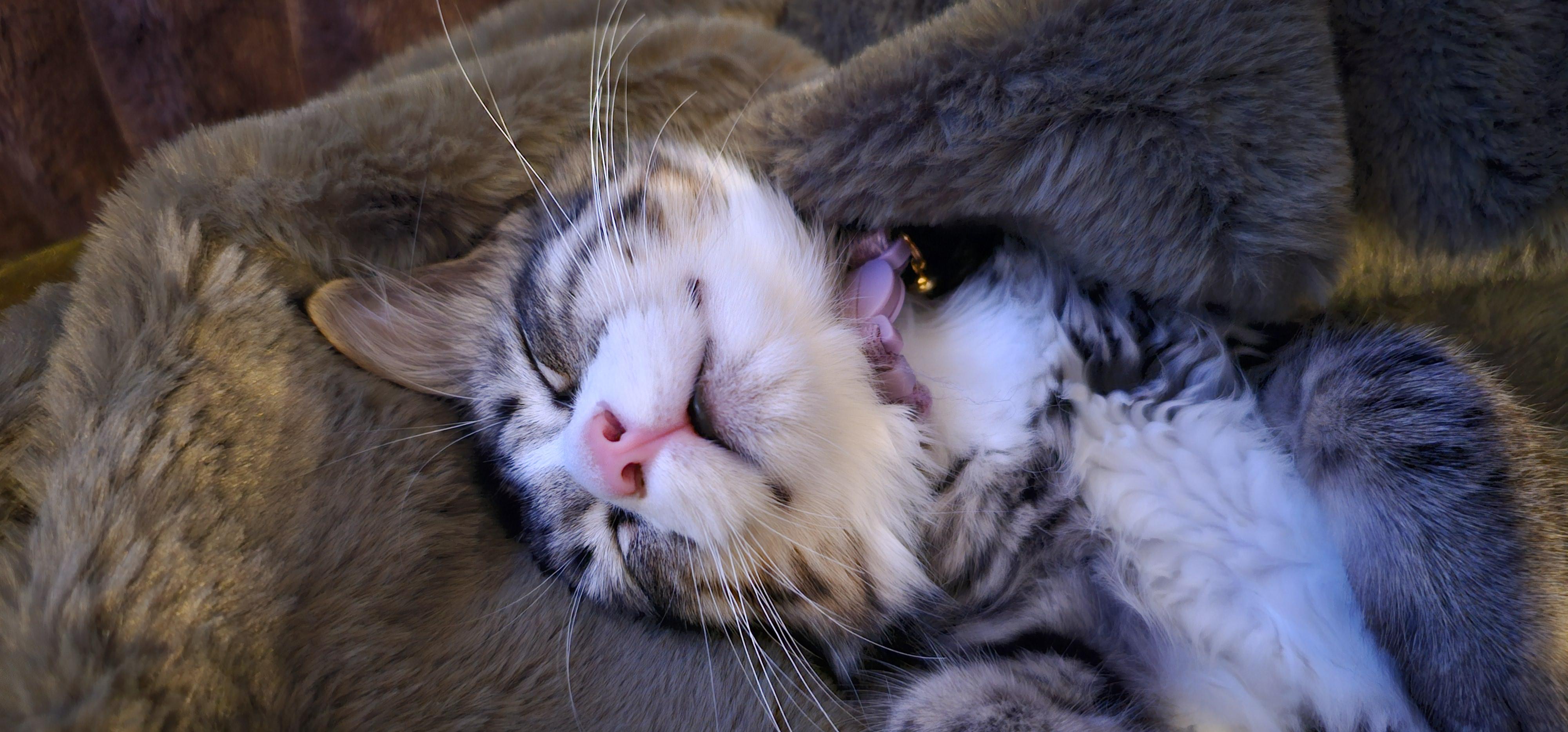 Odette, a Adoptable Tabby in Tracy, CA image 4/6