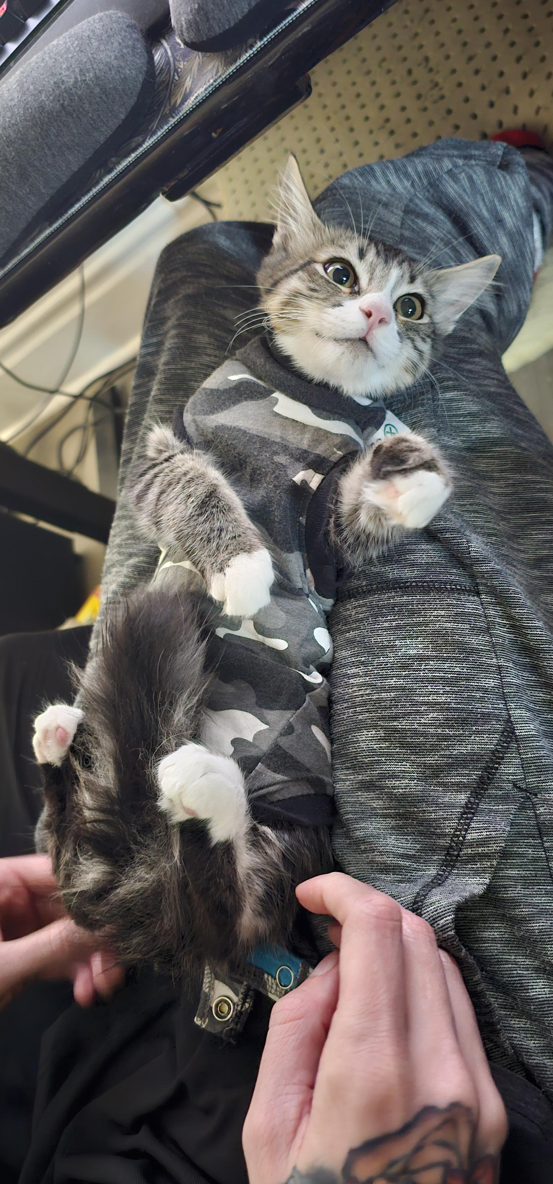 Odette, a Adoptable Tabby in Tracy, CA image 6/6