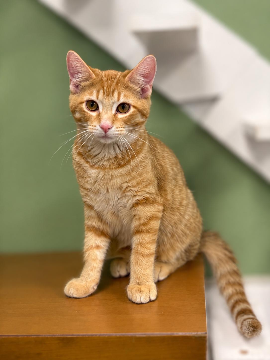 Enlarge Boris, a Adoptable Domestic Short Hair in Jefferson, IA image 1/2