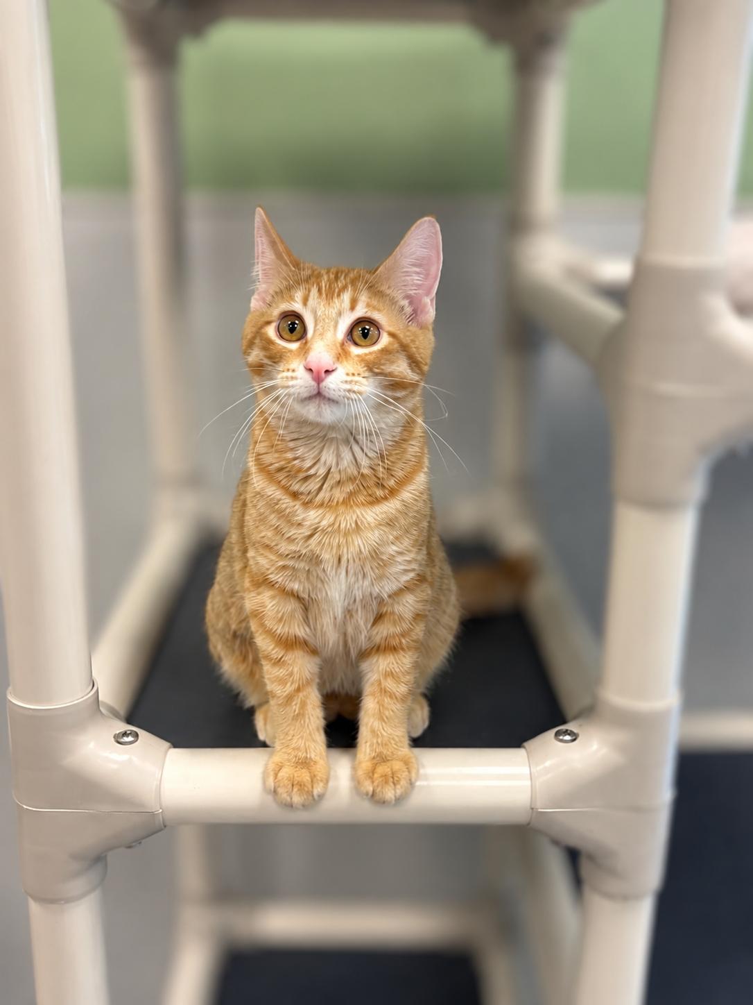 Enlarge Boris, a Adoptable Domestic Short Hair in Jefferson, IA image 2/2