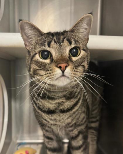 Harmnae, Adoptable, Adult Female Domestic Short Hair & Domestic Short Hair.