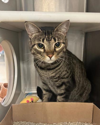 Enlarge Harmnae, a Adoptable mixed breed in Fallston, MD image 2/3