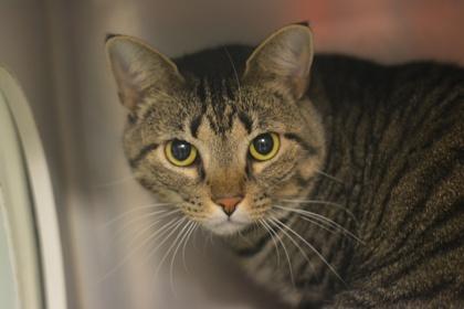 Enlarge Harmnae, a Adoptable mixed breed in Fallston, MD image 2/3