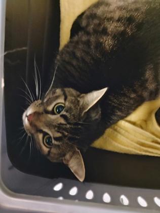 Enlarge Harmnae, a Adoptable mixed breed in Fallston, MD image 3/3