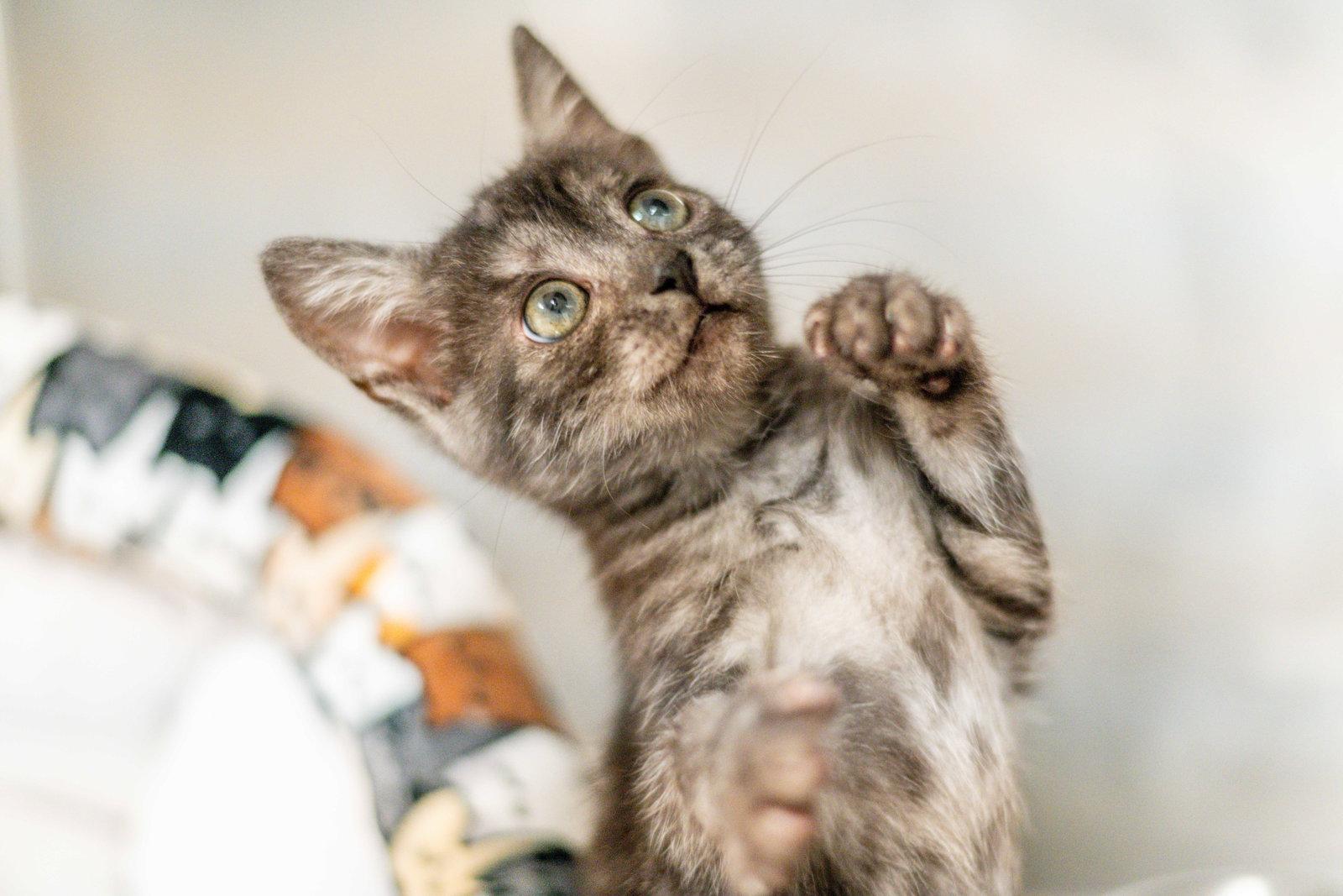 Enlarge Runt, a Adoptable Domestic Short Hair in Hilton Head Island, SC image 1/1