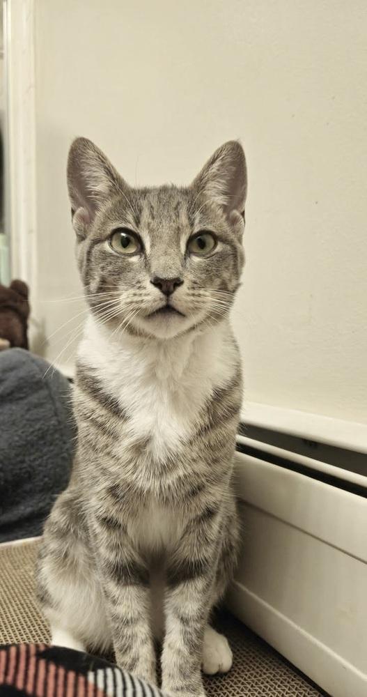 Luna, Adoptable, Kitten Female Domestic Short Hair.