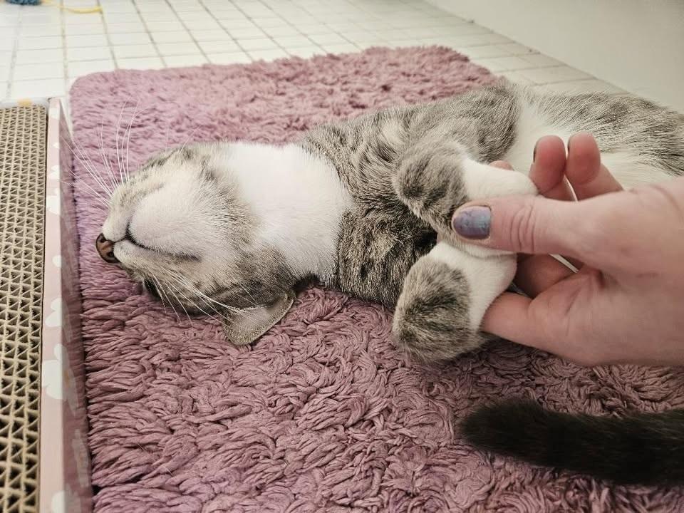 Enlarge Luna, a Adoptable Domestic Short Hair in Patchogue, NY image 3/6