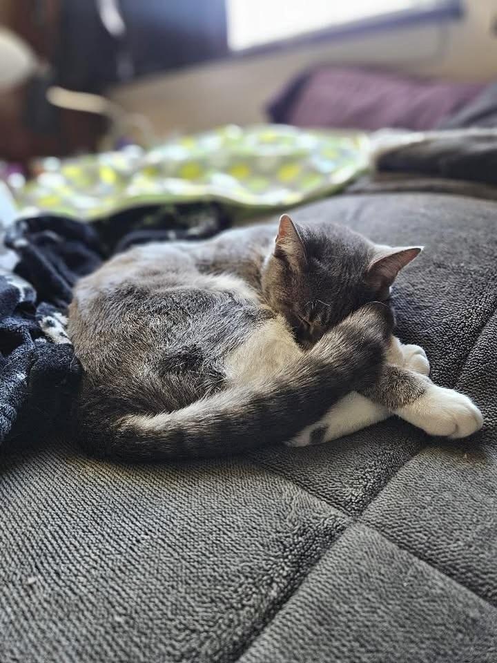 Enlarge Luna, a Adoptable Domestic Short Hair in Patchogue, NY image 5/6