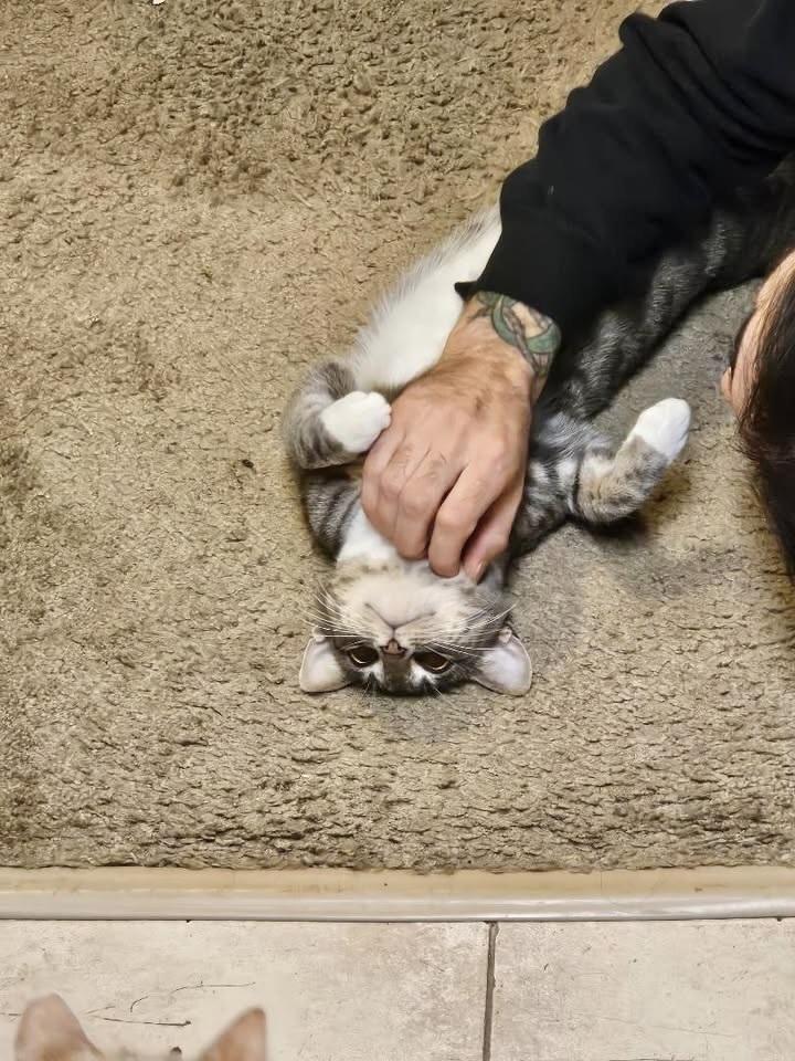 Enlarge Luna, a Adoptable Domestic Short Hair in Patchogue, NY image 6/6