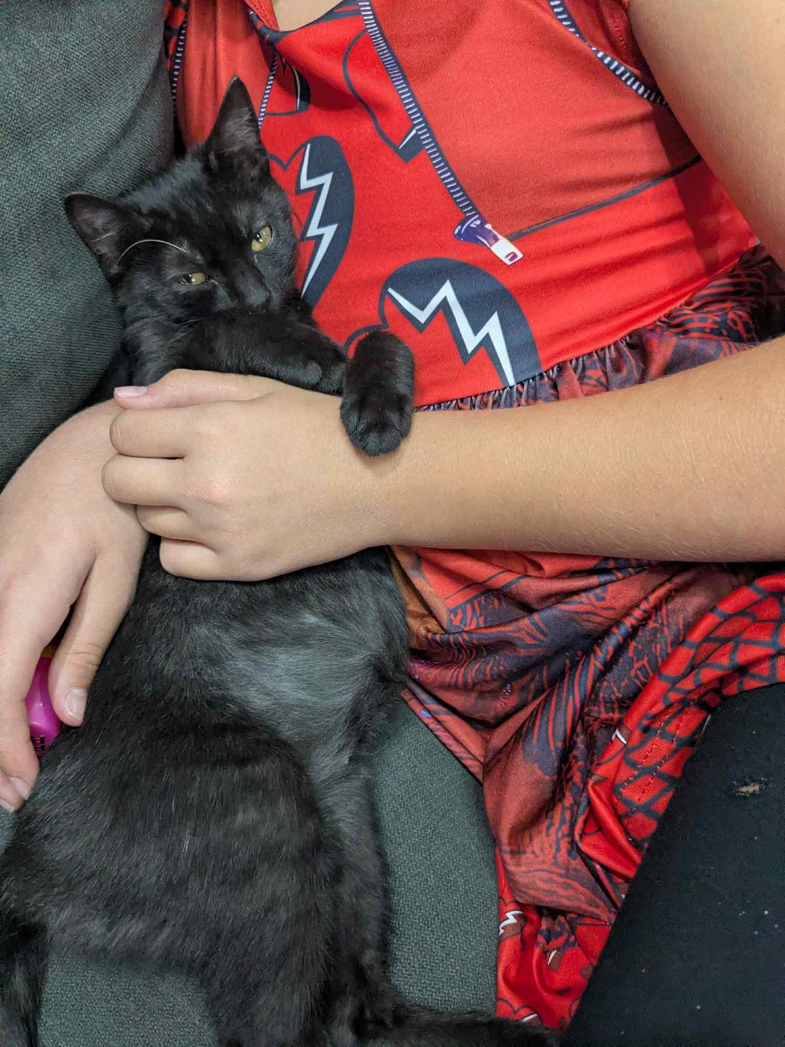 Enlarge Tonks, a ADOPTABLE Domestic Short Hair in Alexandria, VA image 2/5