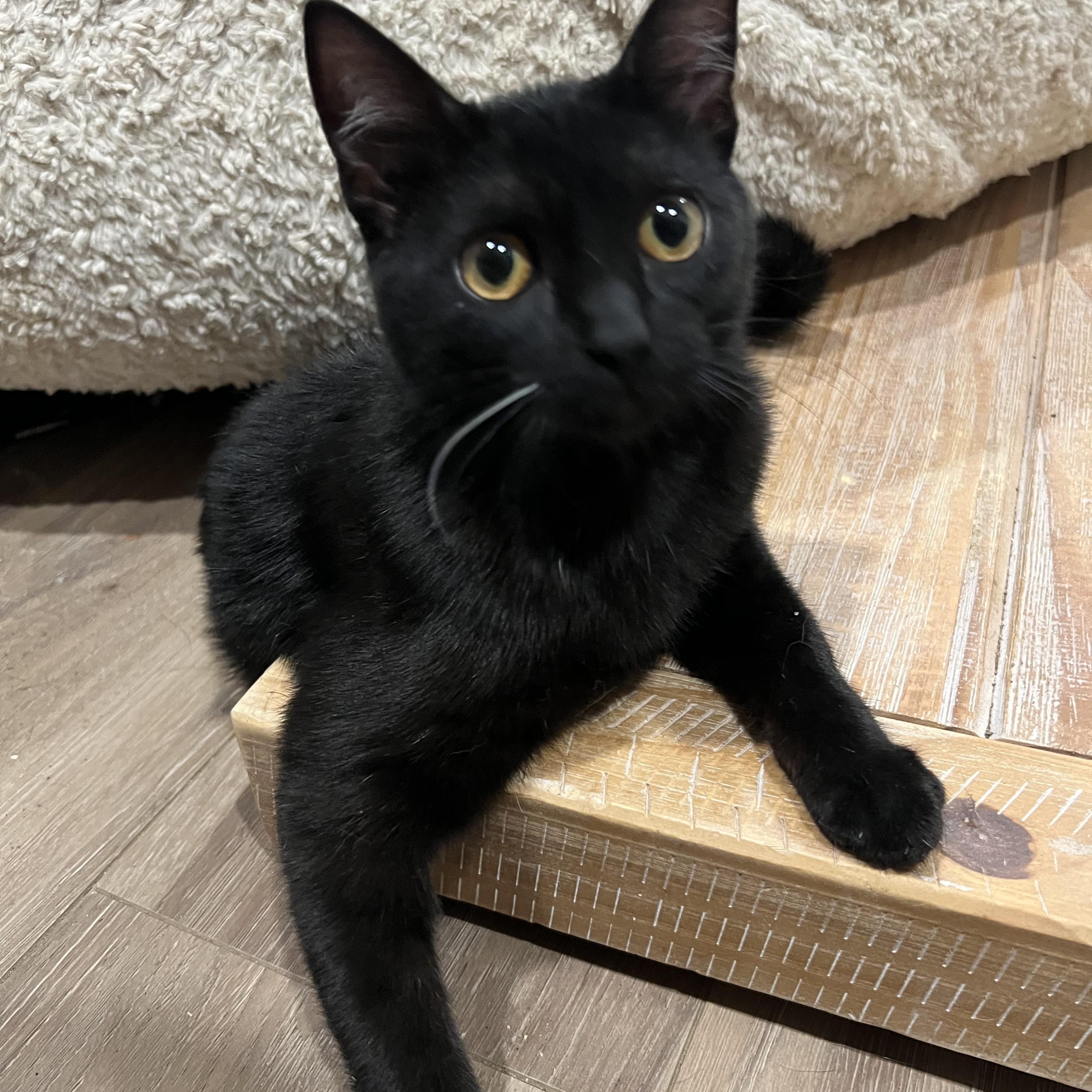 Enlarge Tonks, a ADOPTABLE Domestic Short Hair in Alexandria, VA image 3/5