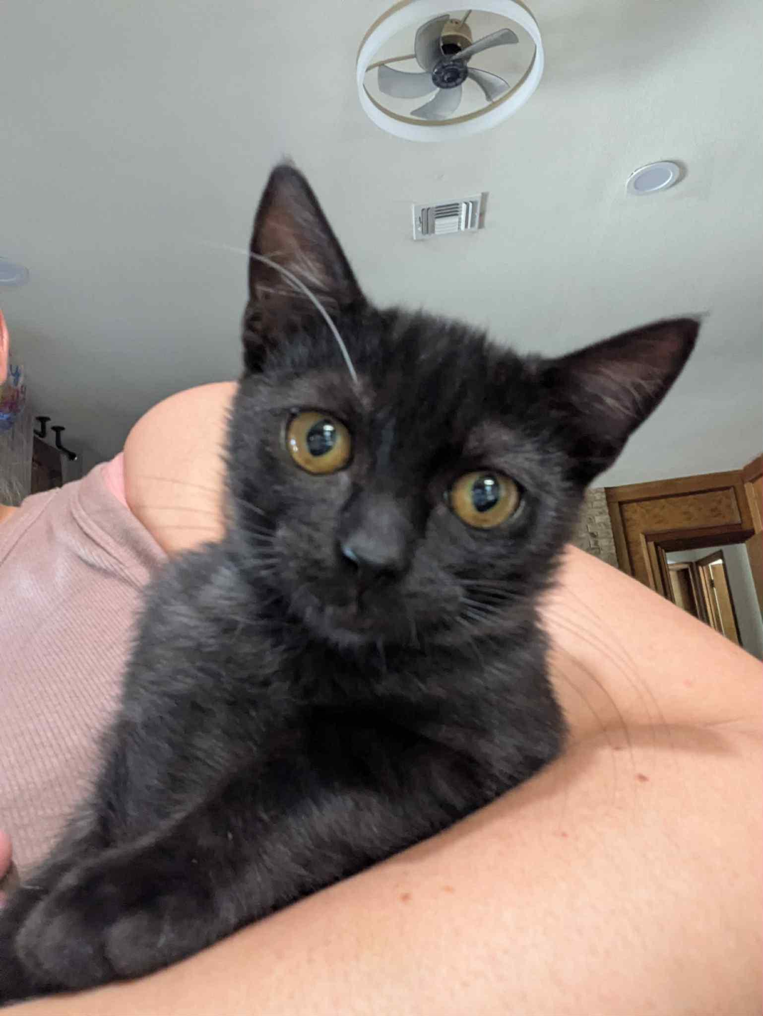 Enlarge Tonks, a ADOPTABLE Domestic Short Hair in Alexandria, VA image 1/5