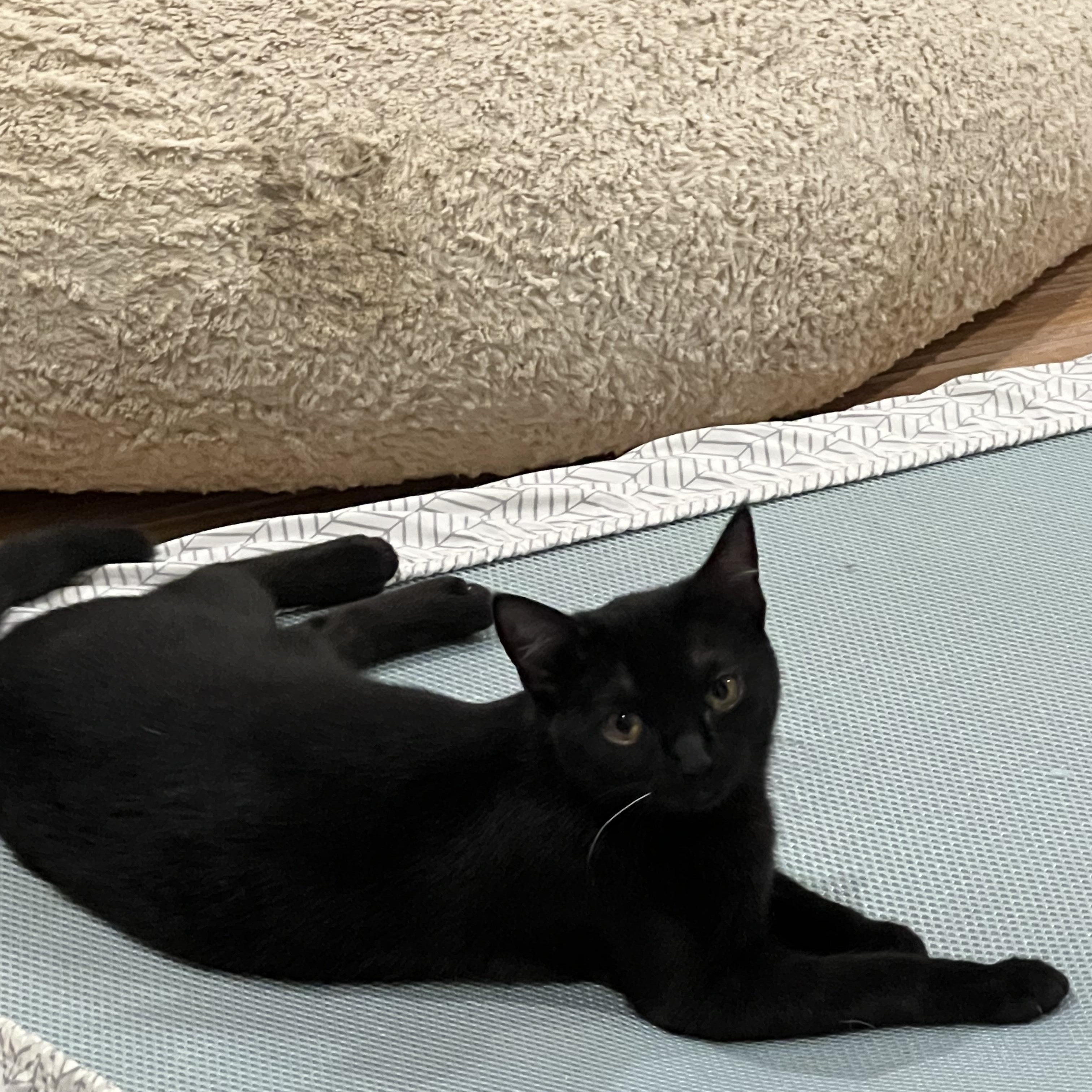 Enlarge Tonks, a ADOPTABLE Domestic Short Hair in Alexandria, VA image 5/5
