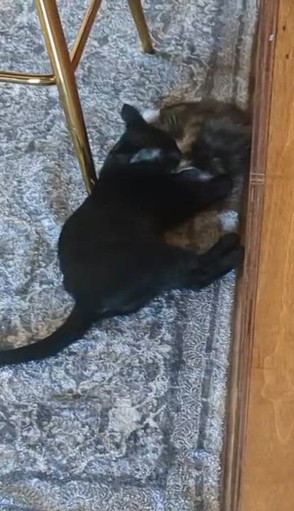 Enlarge Tonks, a ADOPTABLE Domestic Short Hair in Alexandria, VA video 4/5