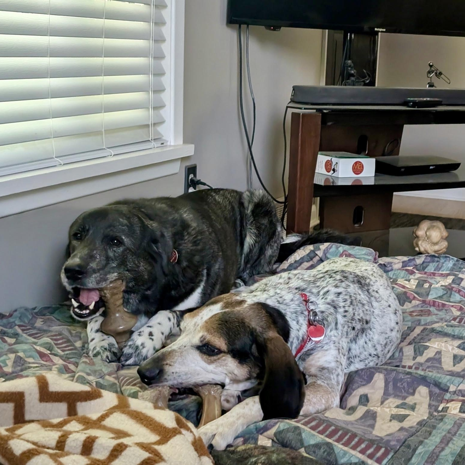 Archie, a Adoptable mixed breed in Cleveland, OH image 4/5