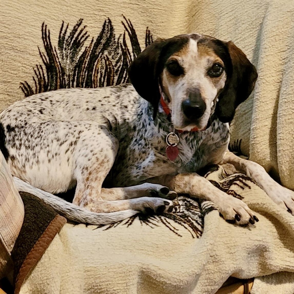 Archie, a Adoptable mixed breed in Cleveland, OH image 5/5