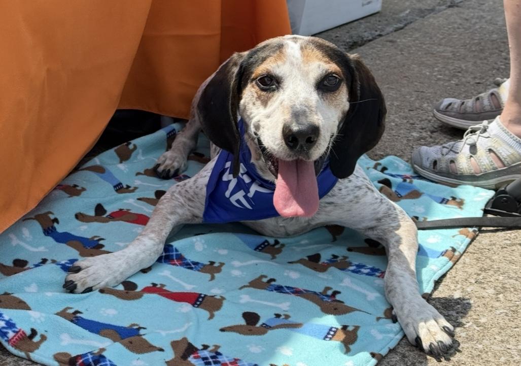 Archie, a Adoptable mixed breed in Cleveland, OH image 2/5