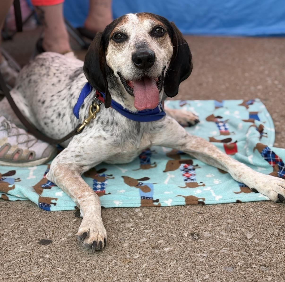 Archie, a Adoptable mixed breed in Cleveland, OH image 1/5