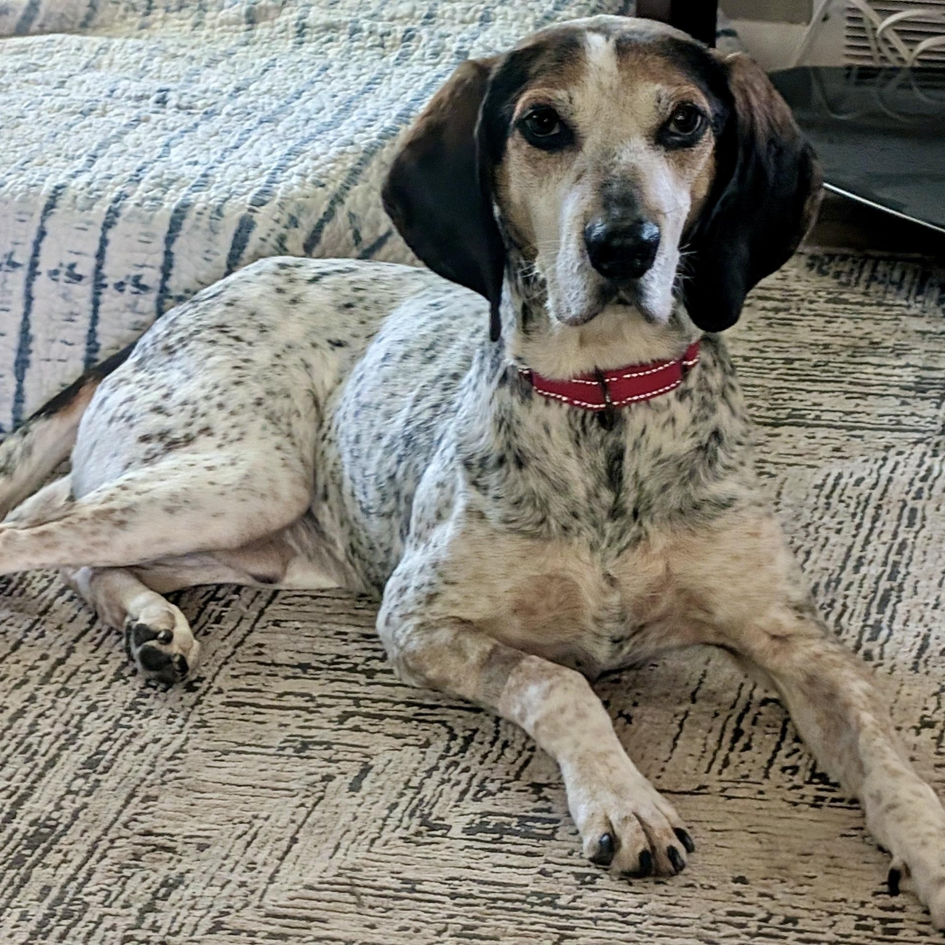 Archie, a Adoptable mixed breed in Cleveland, OH image 3/5