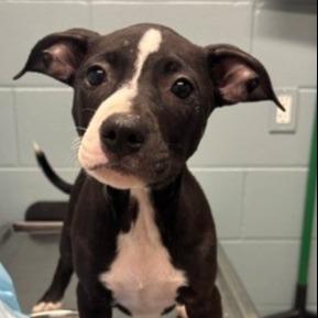 Dingle, Adoptable, Puppy Female Pit Bull Terrier & Mixed Breed.