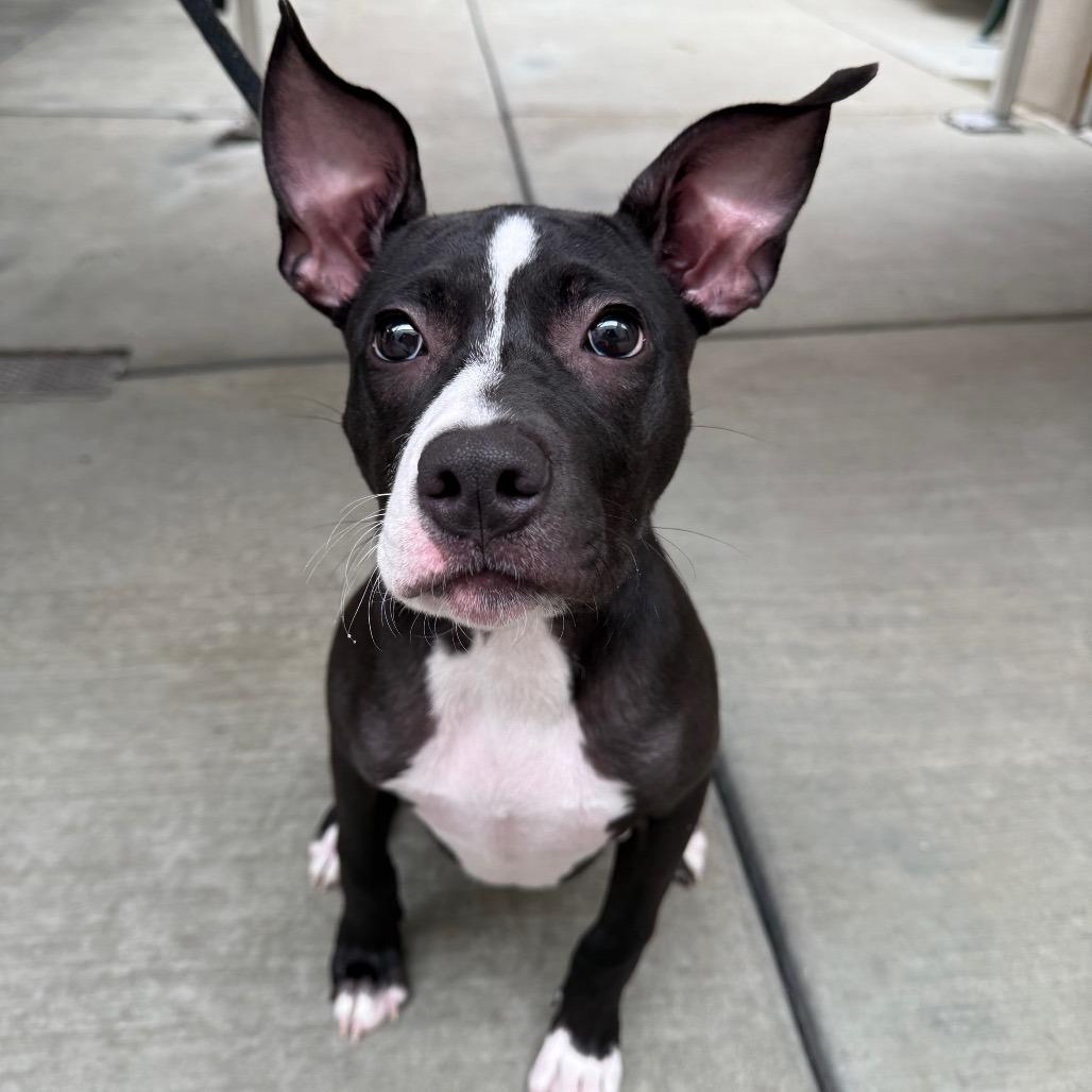 Enlarge Dingle, a Adoptable mixed breed in Chicago, IL image 2/6