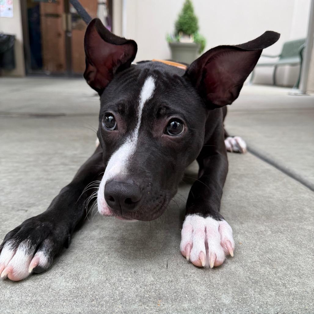 Enlarge Dingle, a Adoptable mixed breed in Chicago, IL image 3/6