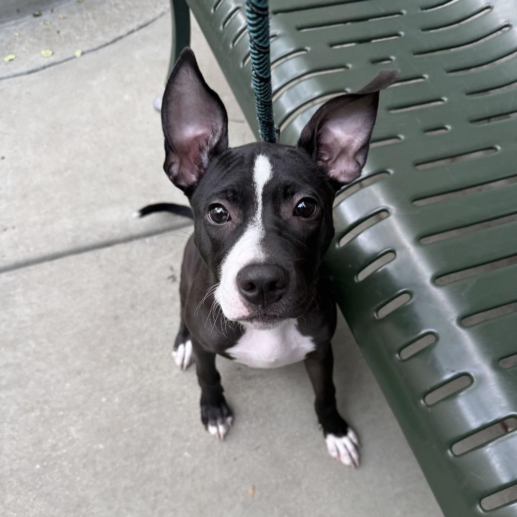 Enlarge Dingle, a Adoptable mixed breed in Chicago, IL image 4/6
