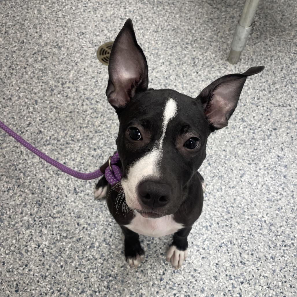 Enlarge Dingle, a Adoptable mixed breed in Chicago, IL image 5/6