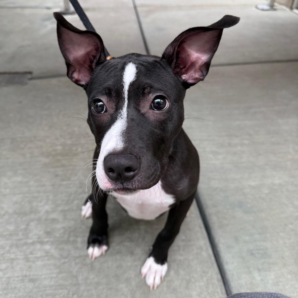 Enlarge Dingle, a Adoptable mixed breed in Chicago, IL image 6/6