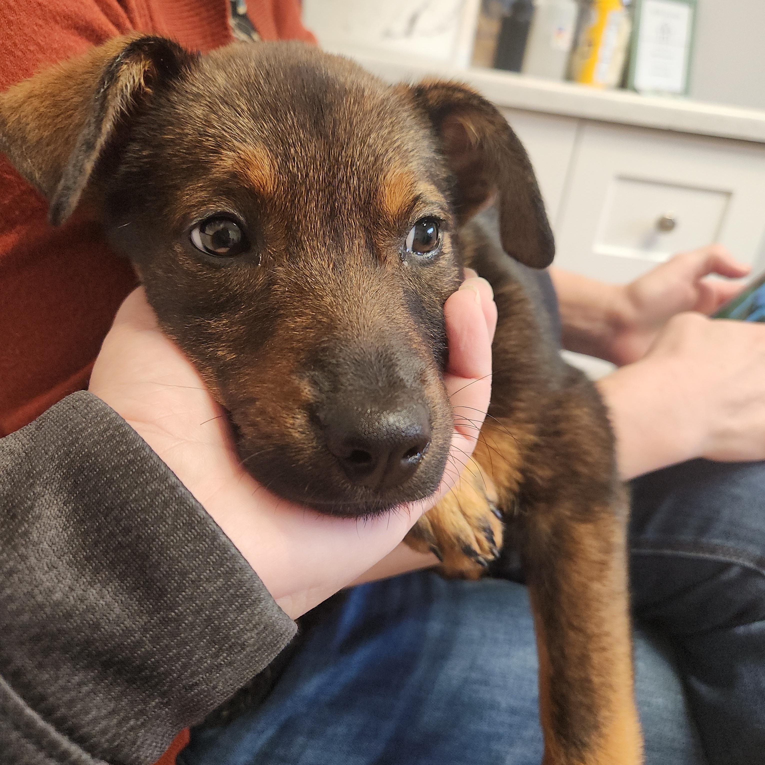 Enlarge Opal - sweet baby girl, sister of Cobalt!, a Adoptable mixed breed in Buford, GA image 4/6