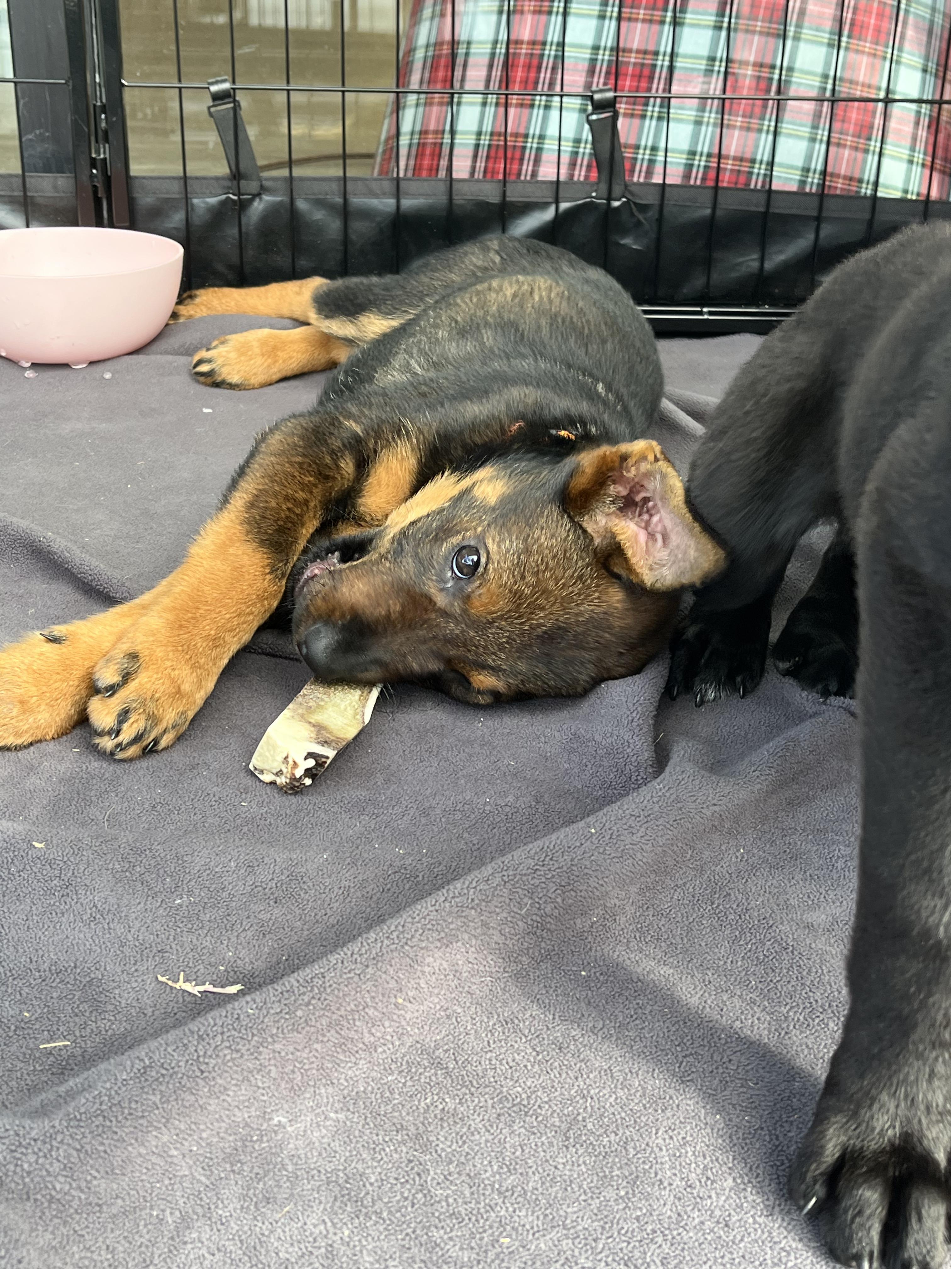 Enlarge Opal - sweet baby girl, sister of Cobalt!, a Adoptable mixed breed in Buford, GA image 2/6