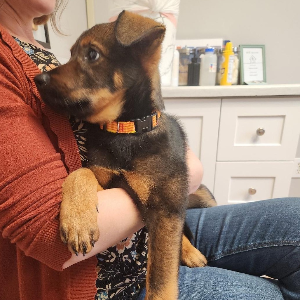 Enlarge Opal - sweet baby girl, sister of Cobalt!, a Adoptable mixed breed in Buford, GA image 3/6