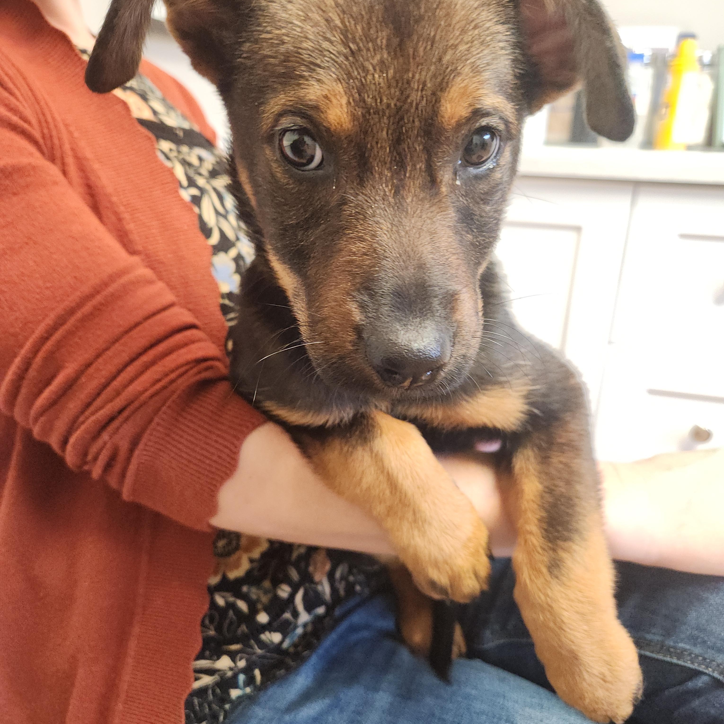 Enlarge Opal - sweet baby girl, sister of Cobalt!, a Adoptable mixed breed in Buford, GA image 5/6