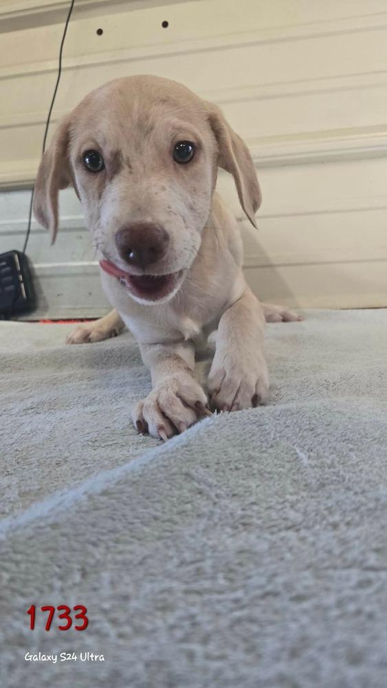 BD Fork, Adoptable, Puppy Male Catahoula Leopard Dog & Weimaraner.