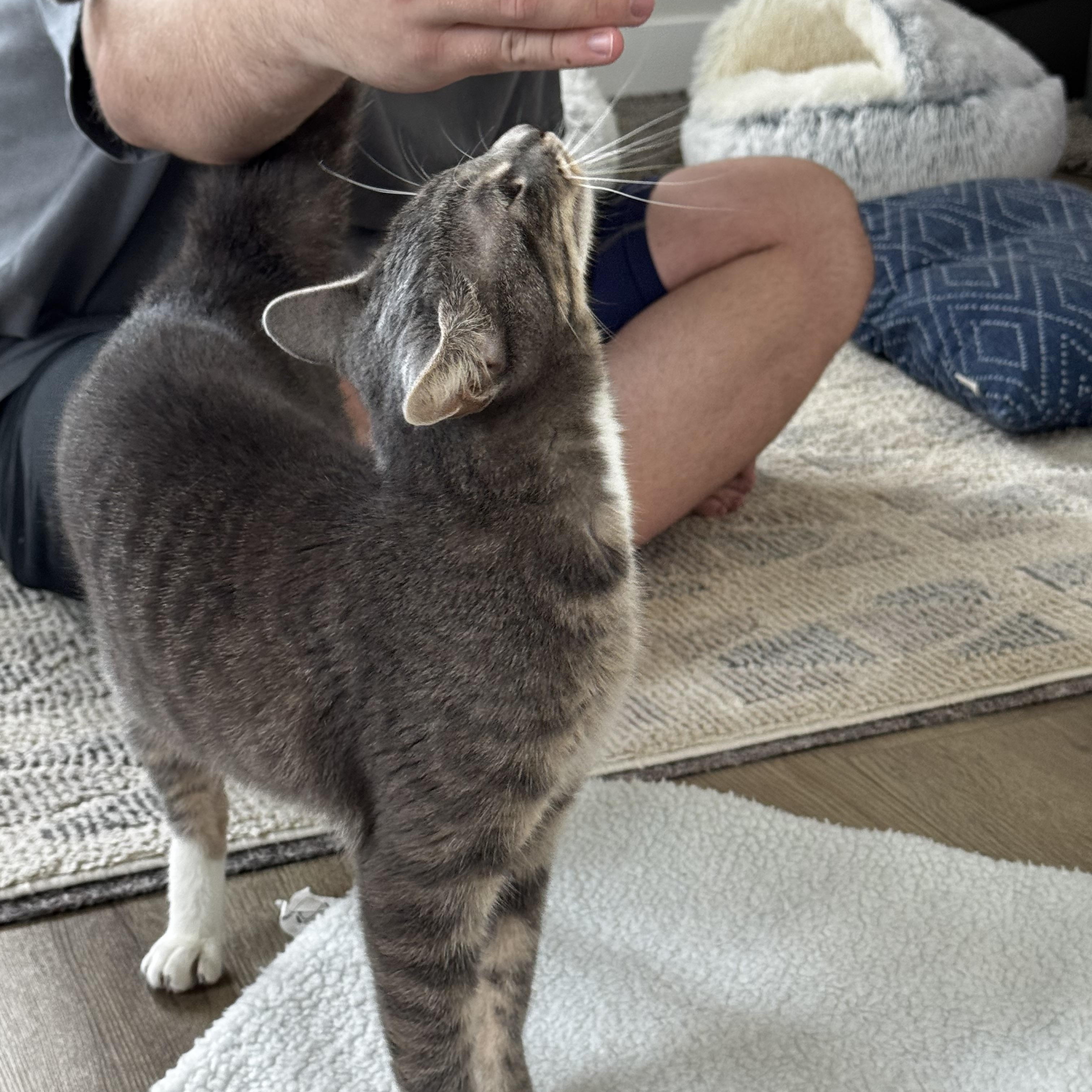 Stormi, a Adopted Domestic Short Hair in St Petersburg, FL image 4/6