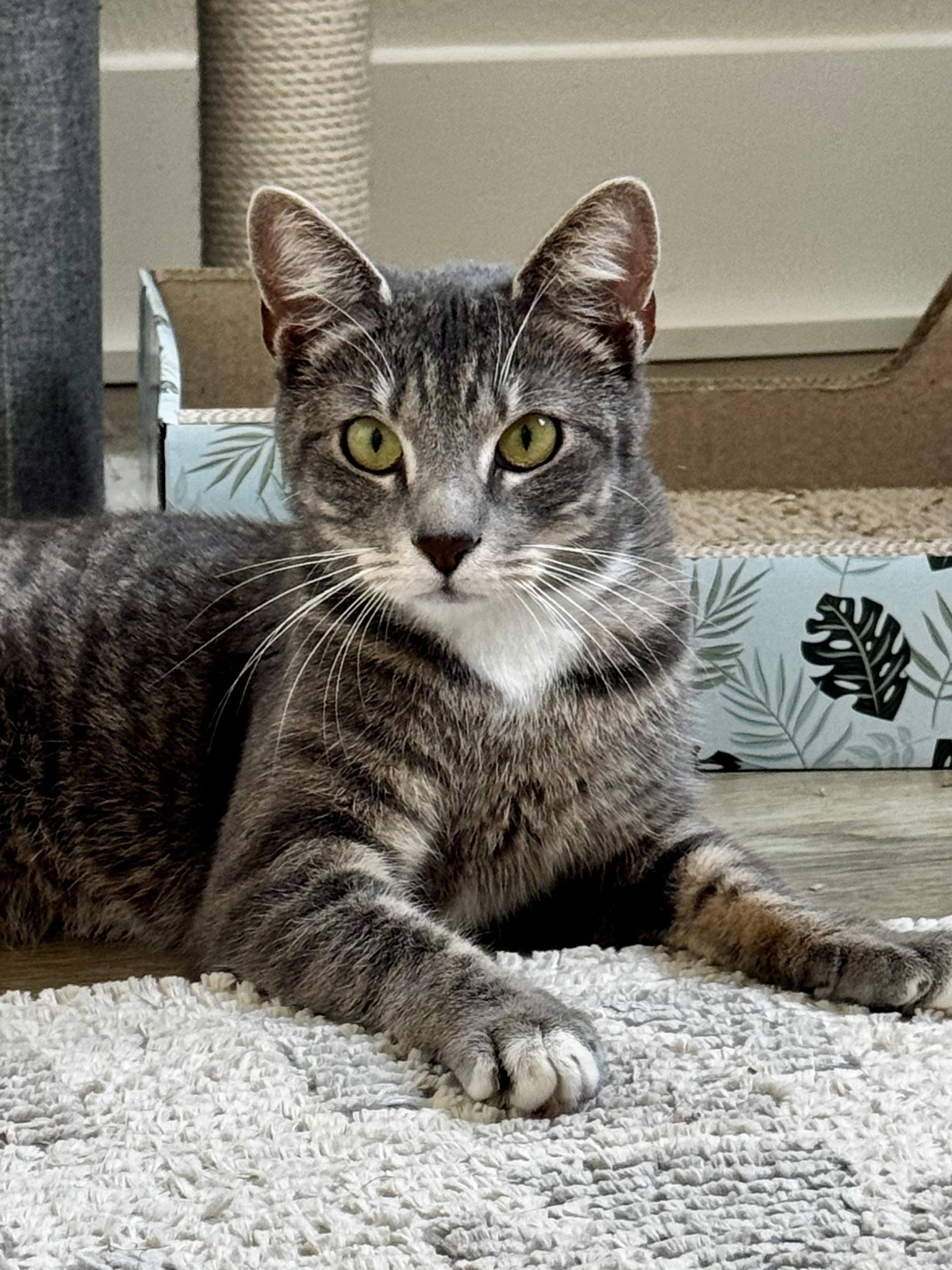 Stormi, a Adopted Domestic Short Hair in St Petersburg, FL image 2/6