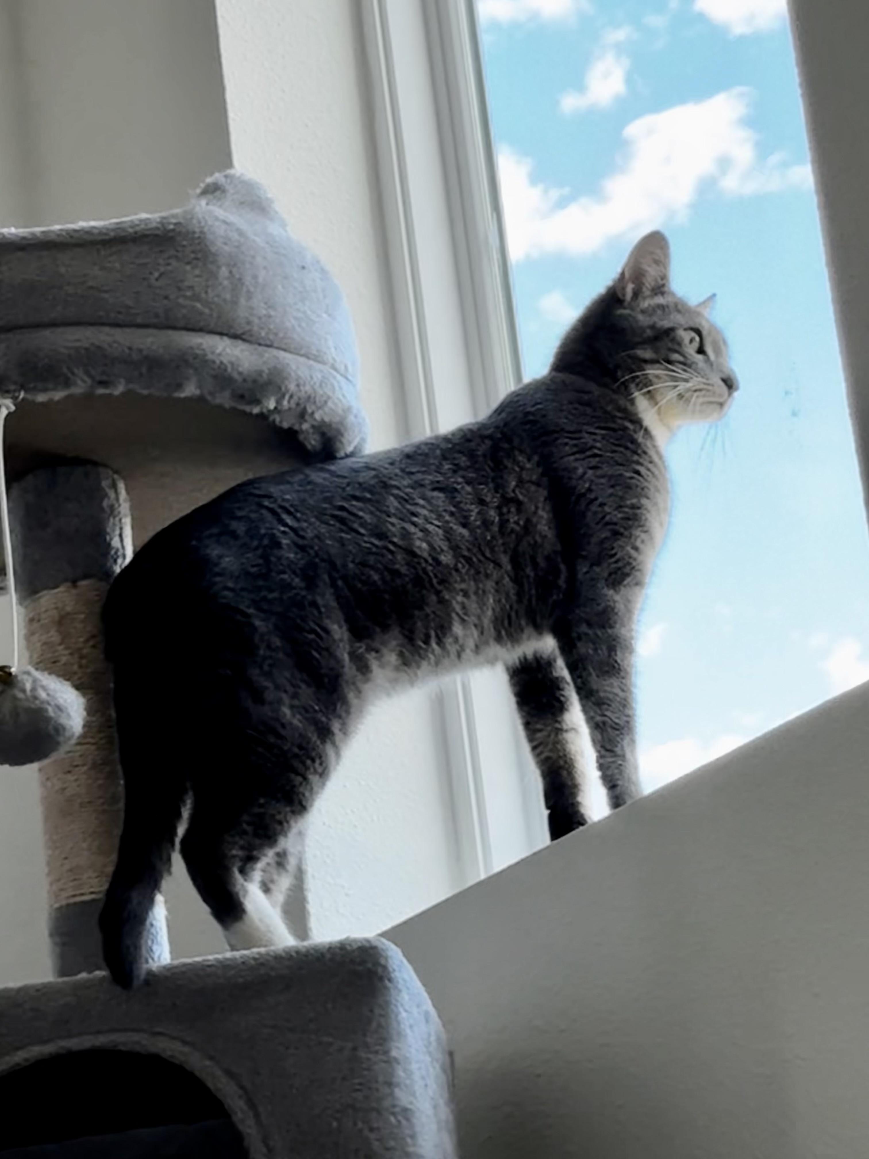 Stormi, a Adopted Domestic Short Hair in St Petersburg, FL image 5/6
