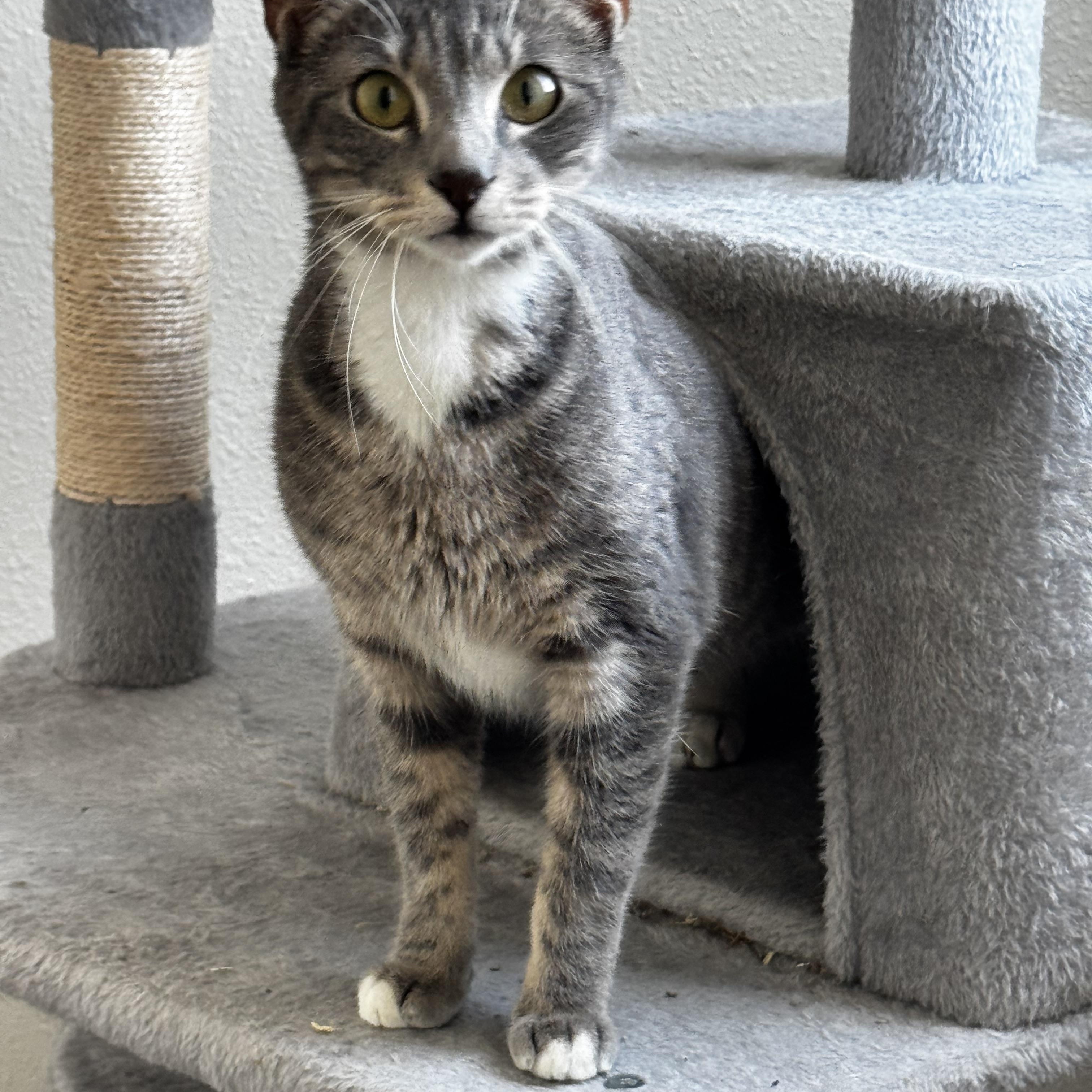 Stormi, a Adopted Domestic Short Hair in St Petersburg, FL image 3/6