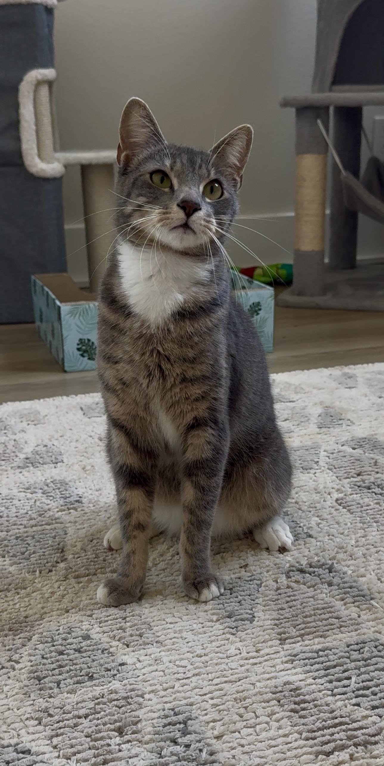 Stormi, a Adopted Domestic Short Hair in St Petersburg, FL image 6/6
